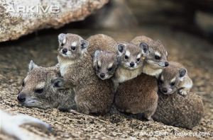Female-and-young-rock-hyrax-huddling-to-conserve-body-heat